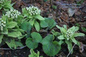 Butterbur (Petasites japonicus) leafing out