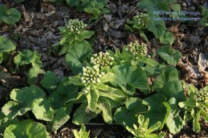 Petasites japonicus - flowers about to be hidden by the leaves