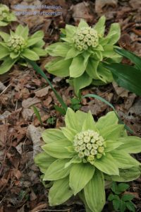 Petasites japonicus (Butterbur) in full bloom 4-6-09