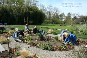 Rockettes planting The Potager (Agave placed for planting in the center)