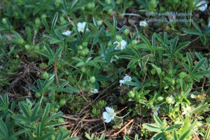 Potentilla alba - Dwarf cinquefoil