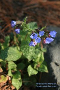 Lungwort (Pulmonaria saccharata 'Mrs. Moon')