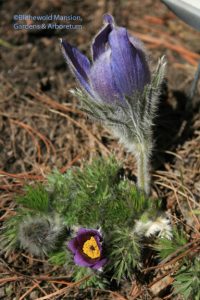 Pulsatilla vulgaris - Pasque flower