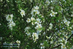 Chaenomeles speciosa (Flowering quince)