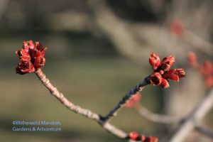 Red maple buds opening