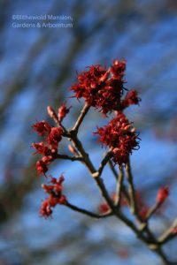 Red maple (Acer rubrum)