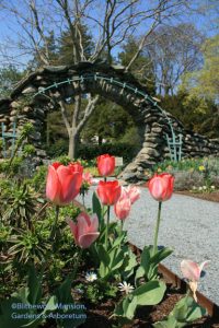 Tulipa 'Big Chief' and 'Apricot Giant' by the Moongate