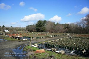 A Roseland Nursery acre