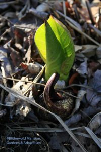 skunk cabbage leafing out