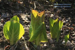 Skunk cabbage (Symplocarpus foetidus)