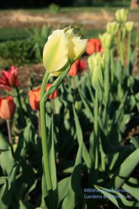 Tulipa 'Spring Green'