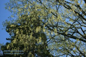 Acer saccharum - Sugar maple dripping with flowers