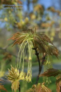 Sugar maple flower close-up