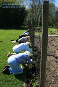 Deadheads planting the sweet peas