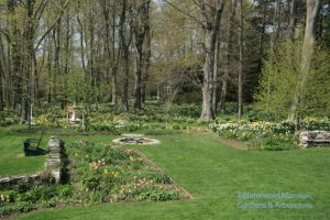 North Garden tulips and all the daffodils