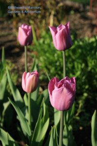 Tulipa 'Violet Beauty'