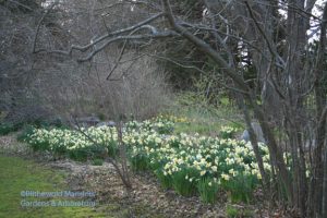 Water Garden daffodil vista