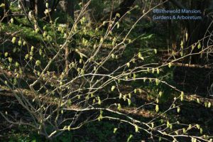 Corylopsis glabrescens 'Longwood Chimes' (Winter hazel)