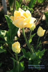 Tulipa 'Yellow Mountain'