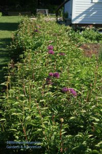 Allium and peonies