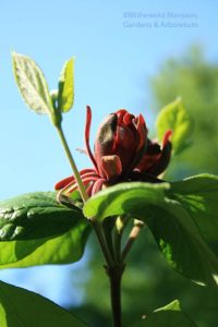 Calycanthus floridus (Carolina allspice) saying wahoo!