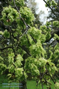 Camperdown elm (Ulmus 'Camperdownii') - emerging leaves are like flower petals