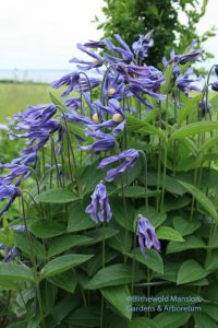 Clematis integrifolia