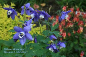 columbines in the Rock Garden