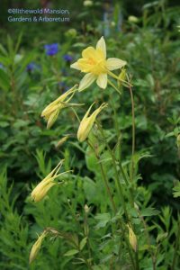 Aquilegia chrysantha 'Yellow Queen' (I think!) - Columbine