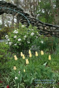 Viburnum carlesii 'Compactum' and Tulipa 'Elegant Lady'