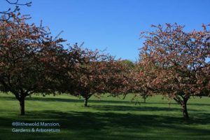 Japanese flowering crabapples (Malus floribunda)