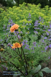 Dahlia 'Granville' and Nepeta faassenii