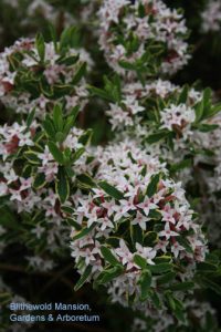Daphne x burkwoodii 'Carol Mackie'