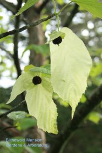 Davidia involucrata (Dove tree)