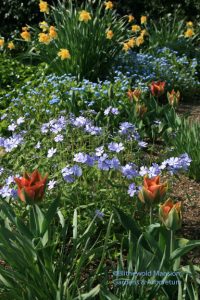 Tulipa 'Artist', Phlox divaricata and Myosotis sylvestris (forget-me-not)