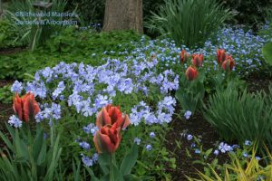 My current favorite combo - Tulipa 'Artist' and Phlox divaricata