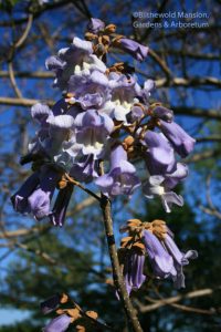 Empress tree (Paulownia tomentosa)