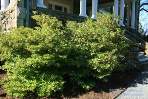 Enkianthus campanulatus 