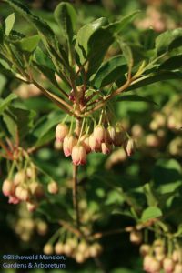 Red-veined enkianthus (Enkianthus campanulatus) up close