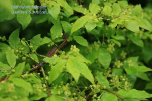 Euonymus alatus (burning bush)