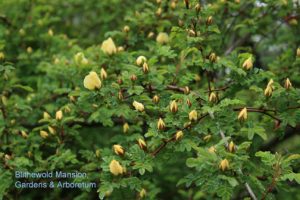 Rosa xanthina f. hugonis (Father Hugo's rose)