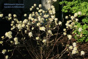 Fothergilla gardenii 'Blue Mist'