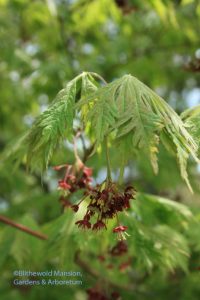 Full moon cut leaf Japanese maple (Acer aconitifolium)