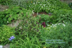 Geranium phaeum and a color echo iris