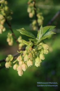 Carolina silverbell (Halesia carolina)