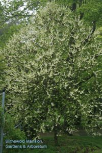 Halesia carolina (Carolina silverbell)