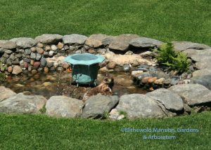 Hawk's bath interrupted