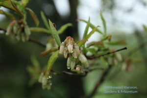 Highbush blueberry (Vaccinium corymbosum)