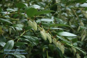 Leucothoe fontanesiana