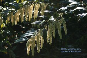 Drooping leucothoe (Leucothoe fontanesiana) - another shot because I know someone loves them